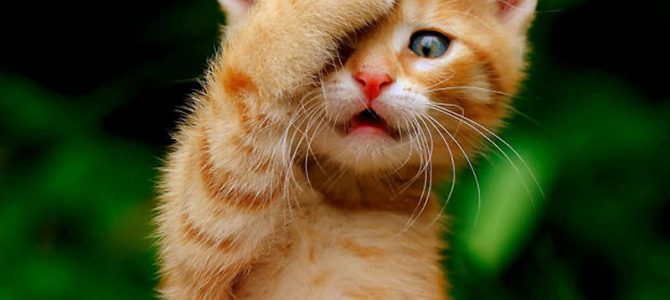 Паблик ВКонтакте Наши Любимые Забавные Смешные Милые Животные